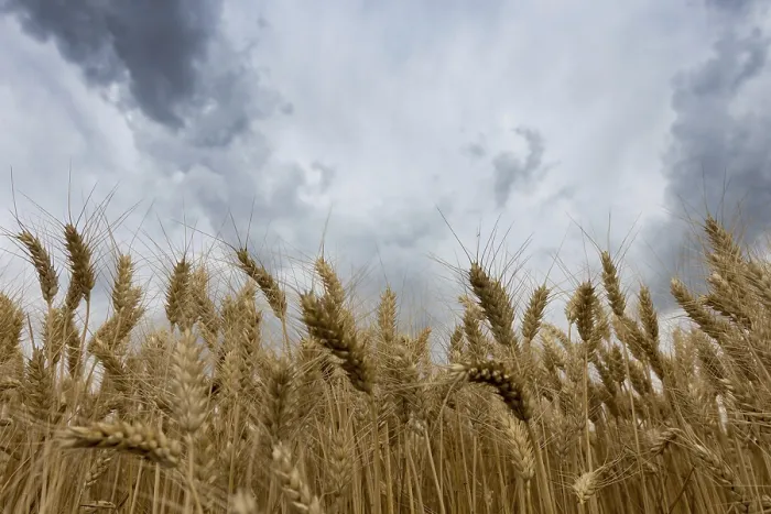 Framed Print : Storm Clouds Over Wheat Field Print Framed Print : Storm Clouds Over Wheat Field Print