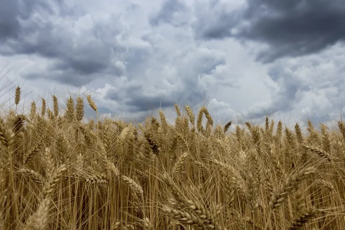 Framed Print : Storm Clouds Over Wheat Field Print Framed Print : Storm Clouds Over Wheat Field Print