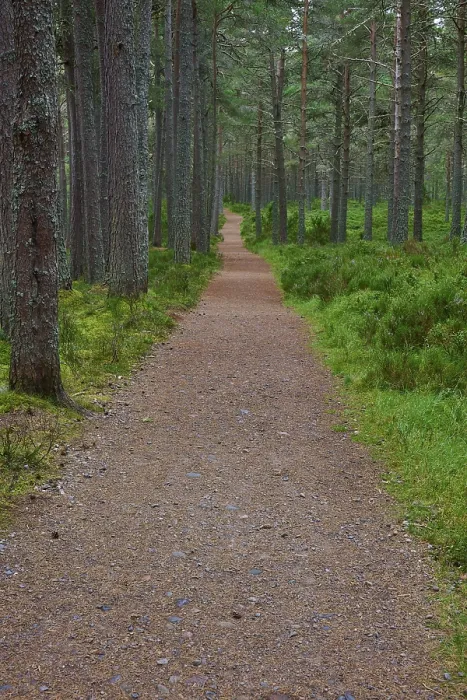 Framed Print : Straight Path Print in Loch Garden, Nethy Bridge, Scotland Framed Print : Straight Path Print in Loch Garden, Nethy Bridge, Scotland