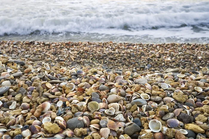 Framed Print : Stranded Seashells Beach Print Framed Print : Stranded Seashells Beach Print
