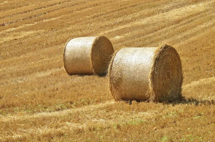 Framed Print : Straw Bales on Corn Fields Print Framed Print : Straw Bales on Corn Fields Print