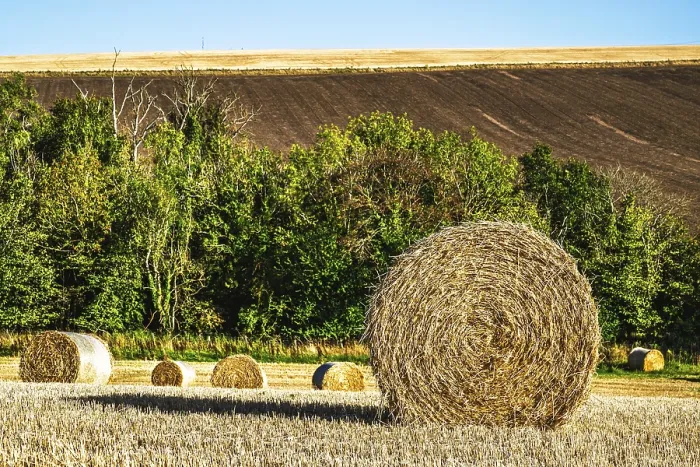 Framed Print : Southeast Scotland Print: Straw Bales in the Scottish Fields Framed Print : Southeast Scotland Print: Straw Bales in the Scottish Fields