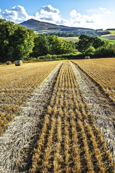 Framed Print : Straw Bales in Scottish Fields Print