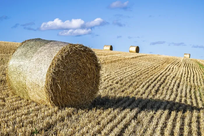 Framed Print : Southeast Scotland Print: Straw Bales in the Scottish Fields Framed Print : Southeast Scotland Print: Straw Bales in the Scottish Fields