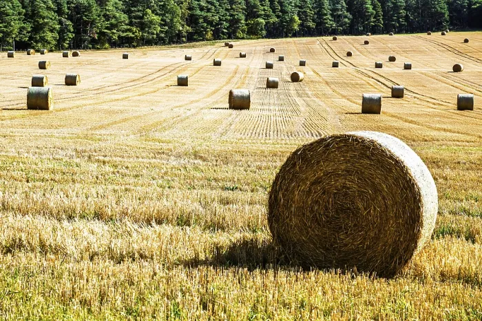 Framed Print : Southeast Scotland Print: Straw Bales in the Scottish Fields Framed Print : Southeast Scotland Print: Straw Bales in the Scottish Fields