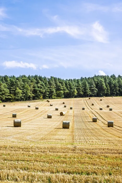 Framed Print : Straw Bales in Scottish Fields Print, Southeast Scotland, UK Framed Print : Straw Bales in Scottish Fields Print, Southeast Scotland, UK