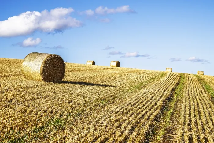Framed Print : Straw Bales in Scottish Fields Print, Southeast Scotland, UK Framed Print : Straw Bales in Scottish Fields Print, Southeast Scotland, UK