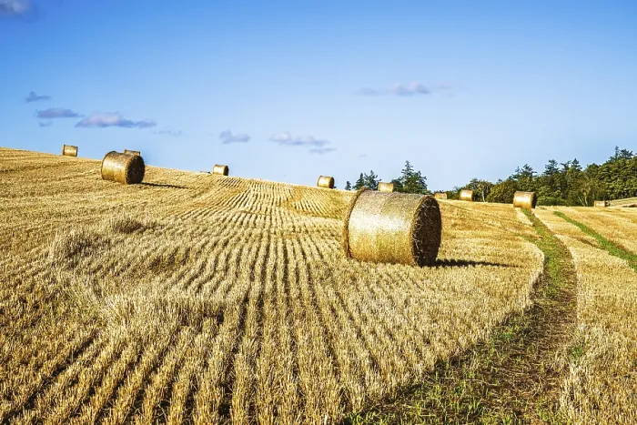 Framed Print : Straw Bales in Scottish Fields Print, Southeast Scotland, UK Framed Print : Straw Bales in Scottish Fields Print, Southeast Scotland, UK