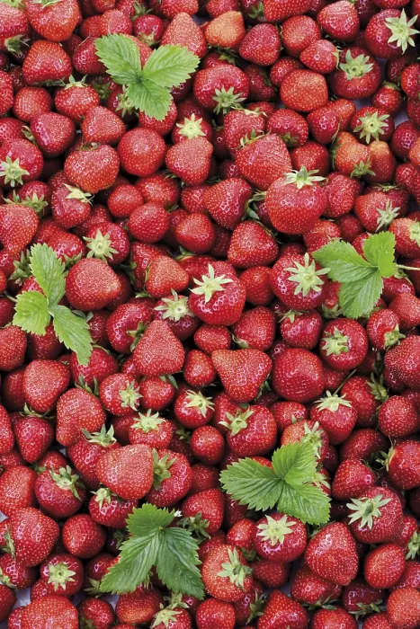 Framed Print : Strawberries Full Frame Print Framed Print : Strawberries Full Frame Print
