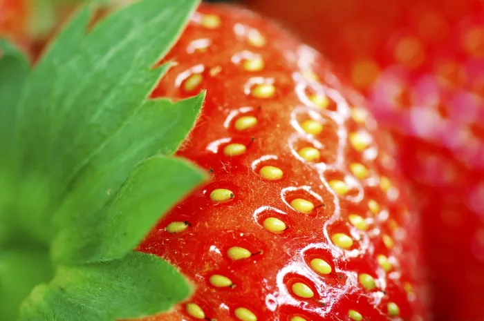 Framed Print : Strawberry Print by ImageBROKER Framed Print : Strawberry Print by ImageBROKER