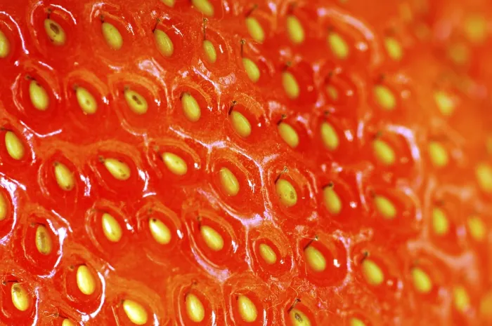 Framed Print : Strawberry Strawberry Print by imageBROKER Framed Print : Strawberry Strawberry Print by imageBROKER
