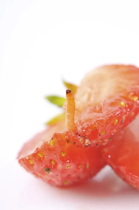 Framed Print : Strawberry with worm Print Framed Print : Strawberry with worm Print