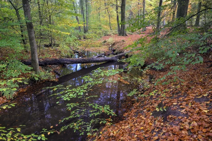Framed Print : Stream in Autumn Print, Rotbach, Bottrop, Germany Framed Print : Stream in Autumn Print, Rotbach, Bottrop, Germany