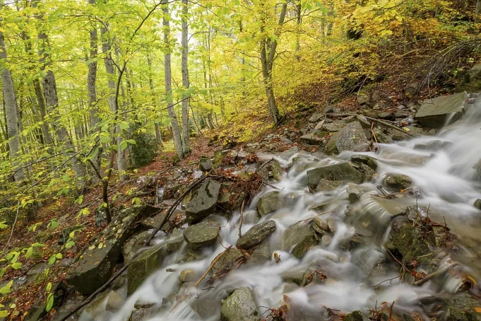 Framed Print : Stream in the forest of Gabardito Print, Pyrenees, Spain Framed Print : Stream in the forest of Gabardito Print, Pyrenees, Spain