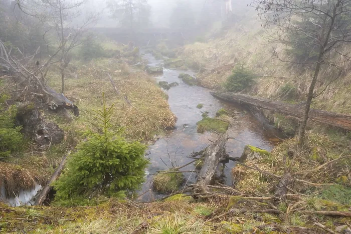 Framed Print : Stream at the Oderteich, Nebel Print