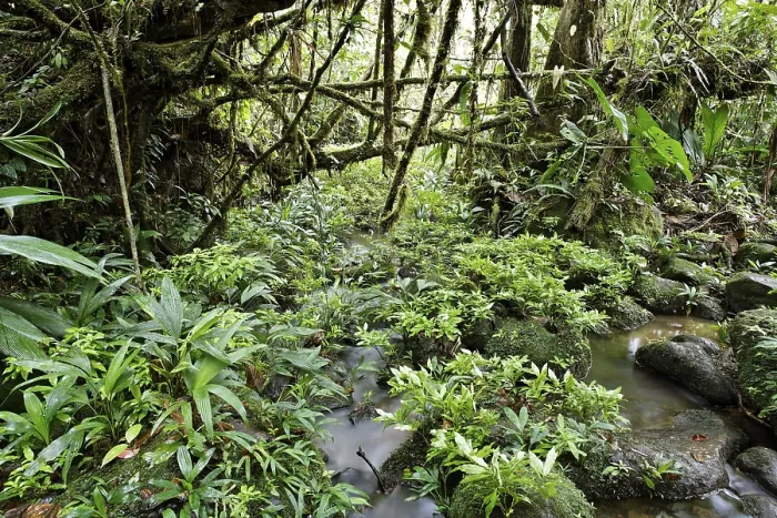 Framed Print : Rainforest Stream Print, Costa Rica Framed Print : Rainforest Stream Print, Costa Rica