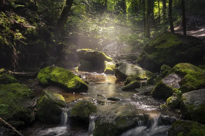 Framed Print : A Stream in the Black Forest Print, Germany Framed Print : A Stream in the Black Forest Print, Germany