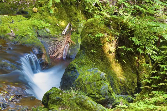Framed Print : Tropical Rainforest Stream Print Framed Print : Tropical Rainforest Stream Print