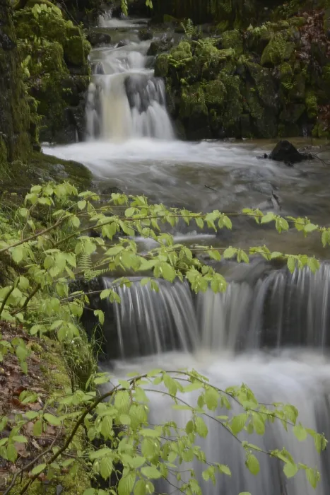 Framed Print : Spring Water Print: Forest Cascade