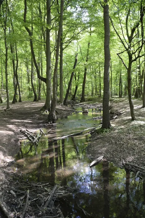 Framed Print : Spring Stream Print - Darmstadt Forest Brook