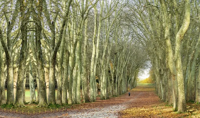 Framed Print : Tree-Lined Street Path Print Framed Print : Tree-Lined Street Path Print