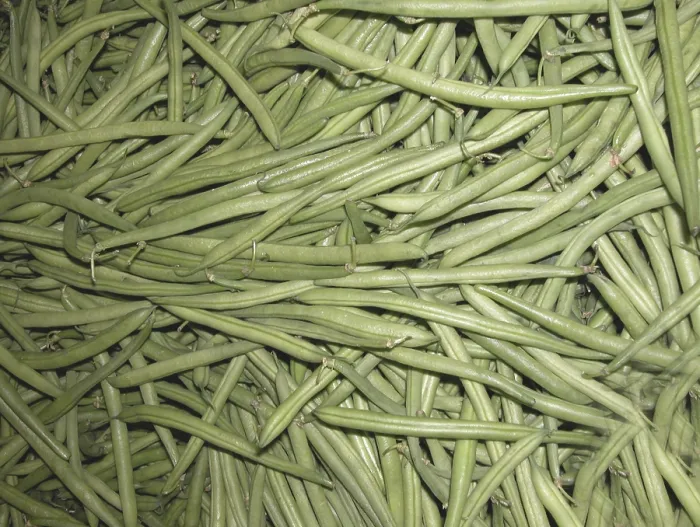 Framed Print : String Beans Print - Fresh Green Vegetables Framed Print : String Beans Print - Fresh Green Vegetables