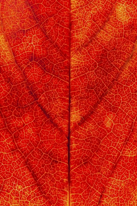 Framed Print : Autumn-Colored Leaf Print, Vechta, Germany Framed Print : Autumn-Colored Leaf Print, Vechta, Germany