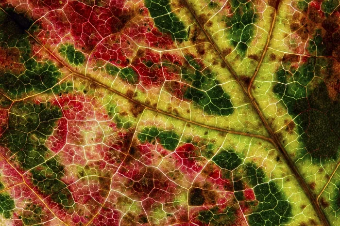 Framed Print : Autumn-Colored Leaf Print, Vechta, Germany Framed Print : Autumn-Colored Leaf Print, Vechta, Germany