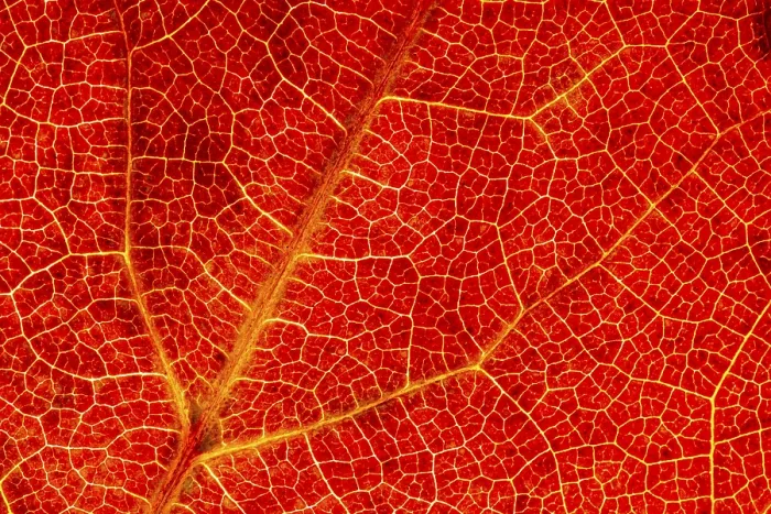 Framed Print : Autumn-Colored Leaf Print, Vechta, Germany Framed Print : Autumn-Colored Leaf Print, Vechta, Germany