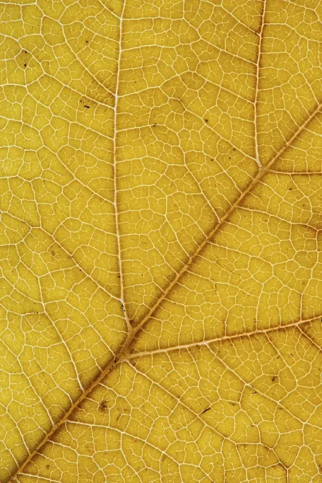 Framed Print : Autumn Leaf Structure Print, Vechta, Germany Framed Print : Autumn Leaf Structure Print, Vechta, Germany