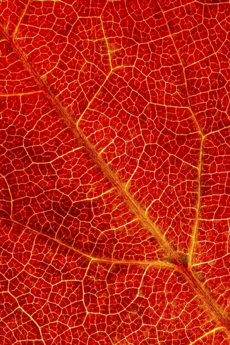 Framed Print : Autumn-Colored Leaf Print, Vechta Germany Framed Print : Autumn-Colored Leaf Print, Vechta Germany