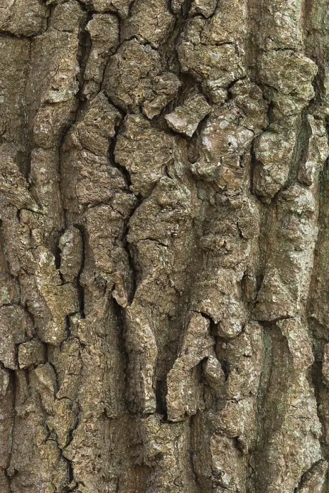 Framed Print : Structure of Oak Bark Print, Zandvoort, Netherlands