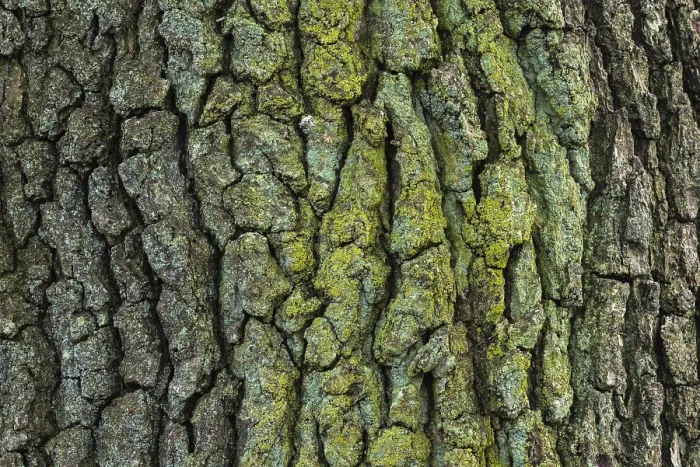 Framed Print : Structure of Oak Bark Print, Zandvoort, Netherlands Framed Print : Structure of Oak Bark Print, Zandvoort, Netherlands