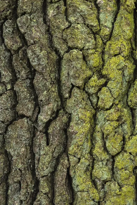 Framed Print : Oak Bark Structure Print, Zandvoort, Netherlands Framed Print : Oak Bark Structure Print, Zandvoort, Netherlands