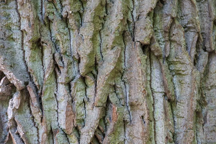 Framed Print : Oak Bark Structure Print, Thuringia, Germany Framed Print : Oak Bark Structure Print, Thuringia, Germany