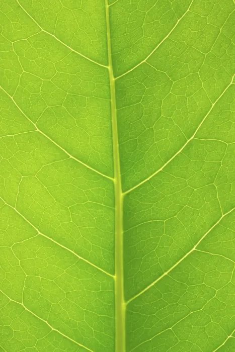 Framed Print : Structure of a Leaf Print Framed Print : Structure of a Leaf Print
