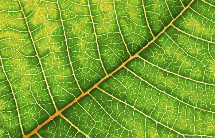 Framed Print : Structure of a Leaf Print Framed Print : Structure of a Leaf Print