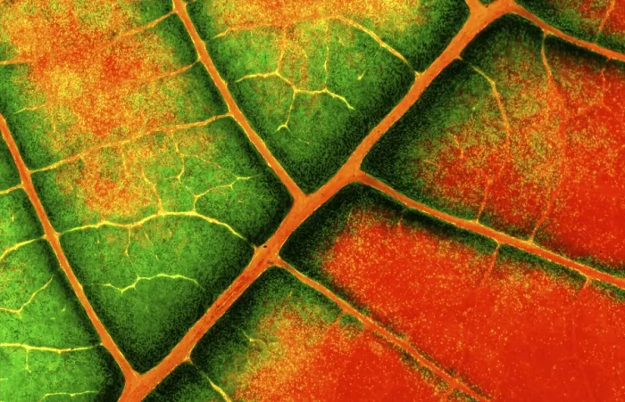 Framed Print : Structure of a Leaf Print - Botanical Illustration Framed Print : Structure of a Leaf Print - Botanical Illustration