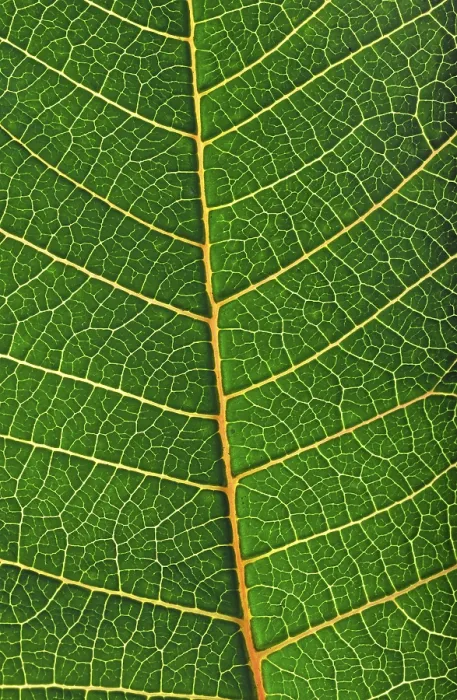 Framed Print : Structure of a Leaf Print Framed Print : Structure of a Leaf Print