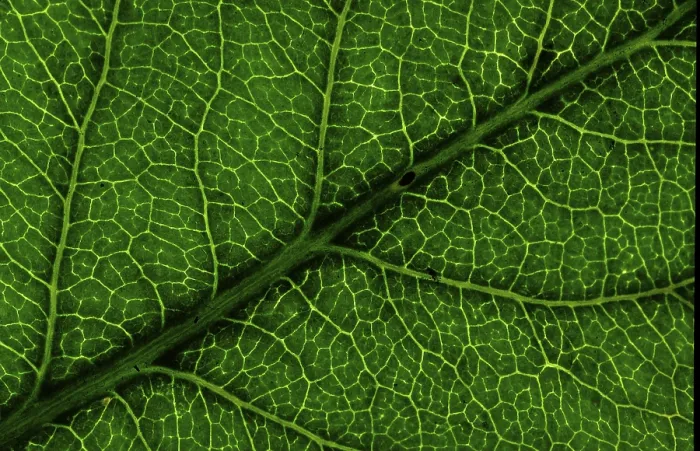 Framed Print : Structure of a Leaf Print Framed Print : Structure of a Leaf Print
