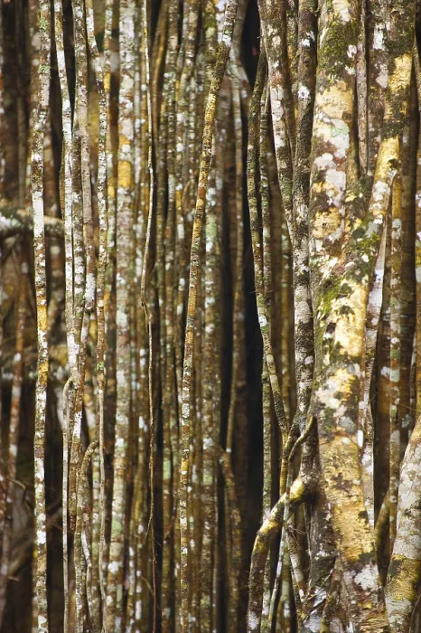 Framed Print : Tropical Tree Print: Structure, Pattern and Patina Framed Print : Tropical Tree Print: Structure, Pattern and Patina