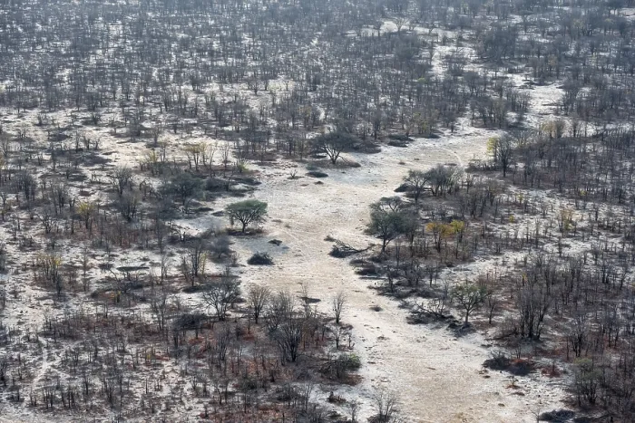 Framed Print : Aerial View of Trees in Dry Season Okavango Delta Print Framed Print : Aerial View of Trees in Dry Season Okavango Delta Print