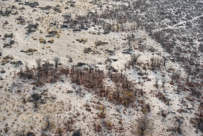 Framed Print : Aerial View of Okavango Delta Trees in Dry Season Print Framed Print : Aerial View of Okavango Delta Trees in Dry Season Print