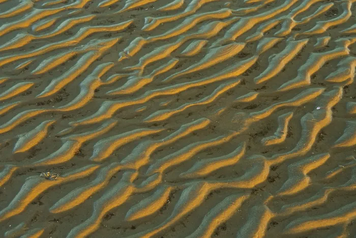 Framed Print : Structure in sandy beach at low tide Print, Wadden Sea National Park