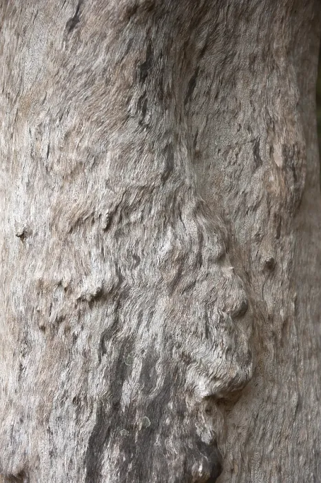 Framed Print : Tree Trunk Print: Texture and Relief Framed Print : Tree Trunk Print: Texture and Relief