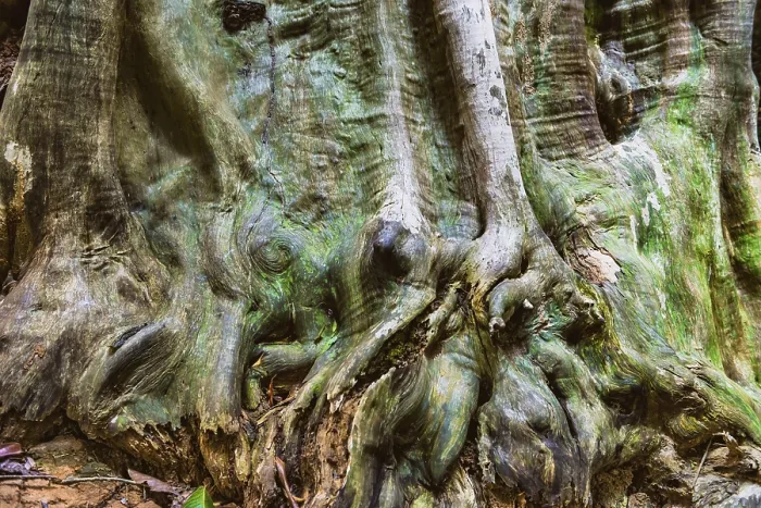 Framed Print : Tropical Tree Structure Print