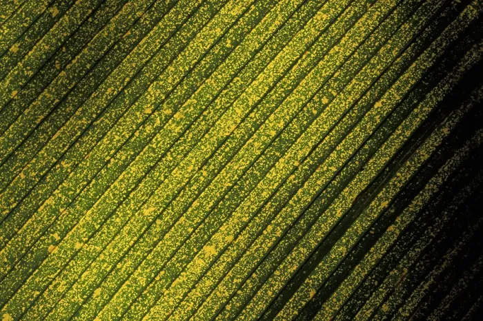 Framed Print : Yellow Spotted Palm Leaf Print: Close-Up Structure Framed Print : Yellow Spotted Palm Leaf Print: Close-Up Structure