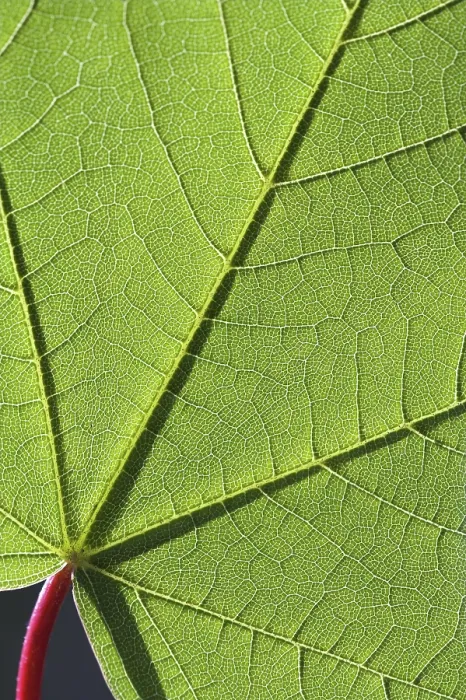 Framed Print : Macro Structures on a Maple Leaf Print Framed Print : Macro Structures on a Maple Leaf Print