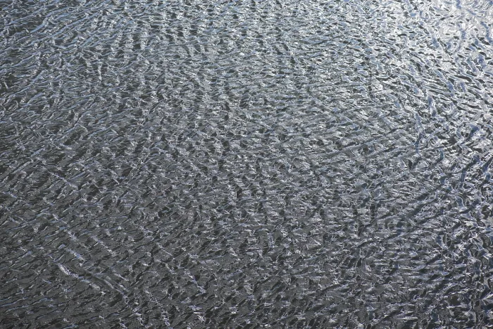 Framed Print : Water Surface Structures Print, Kitzingen, Germany Framed Print : Water Surface Structures Print, Kitzingen, Germany