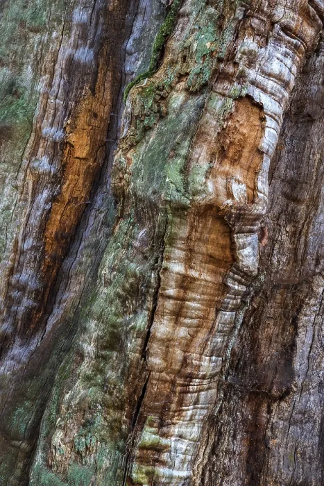 Framed Print : Weathered Wood Tree Trunk Print, Sababurg Forest, Germany Framed Print : Weathered Wood Tree Trunk Print, Sababurg Forest, Germany